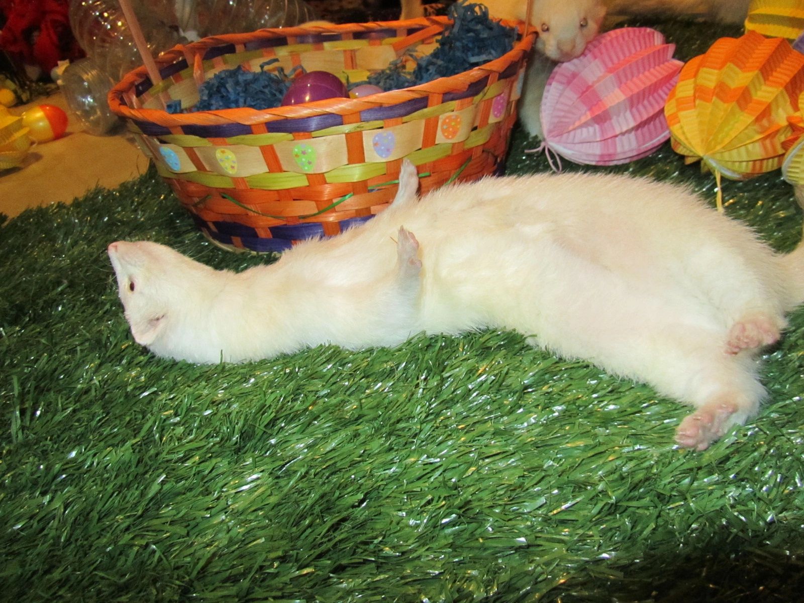 Ferret Dreams Rescue and Adoption